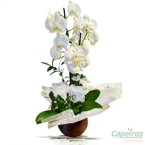 Orquideas 73