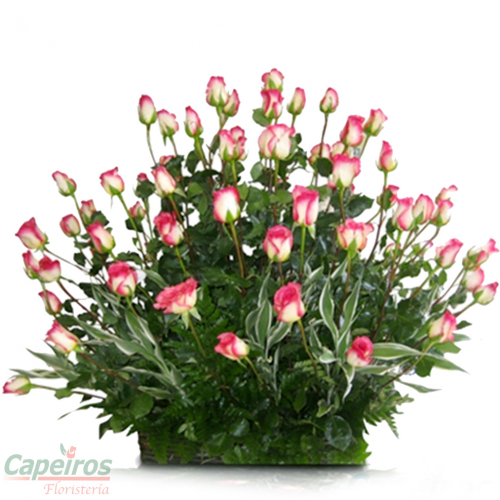 Rosas 066