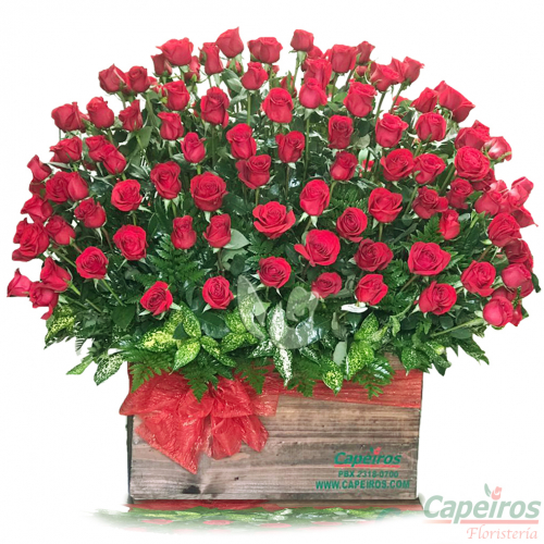 Rosas 087