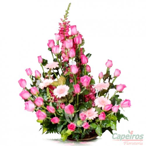 Rosas 024