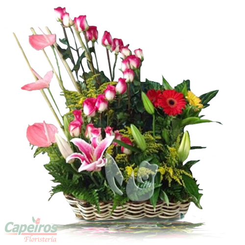 Rosas 032