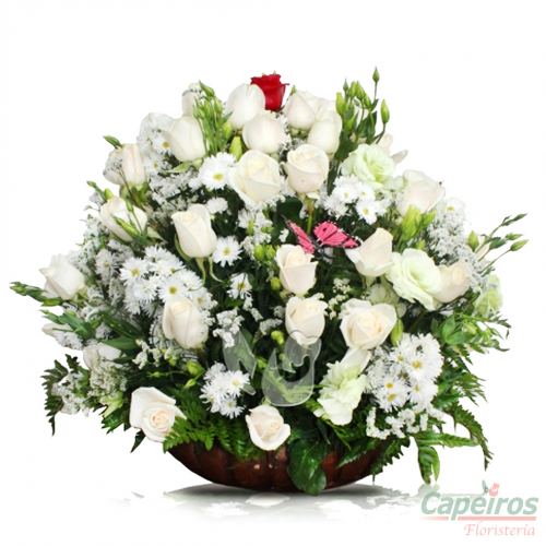 Rosas 036