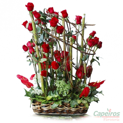 Rosas 048