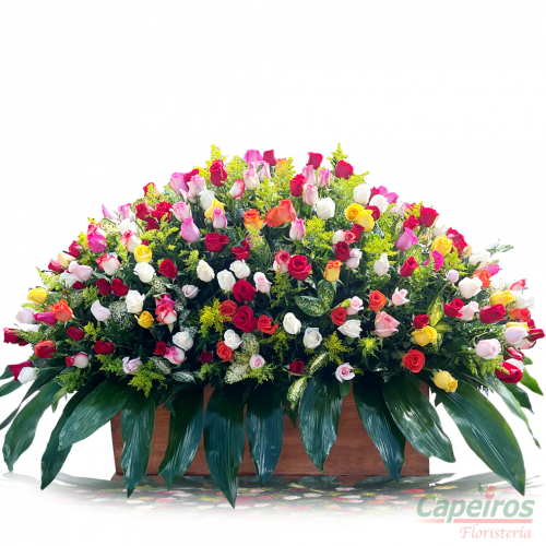 Rosas 108