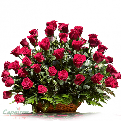 Rosas 128