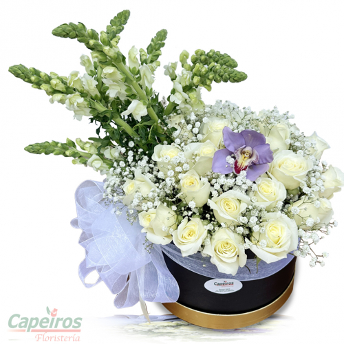 Rosas 131