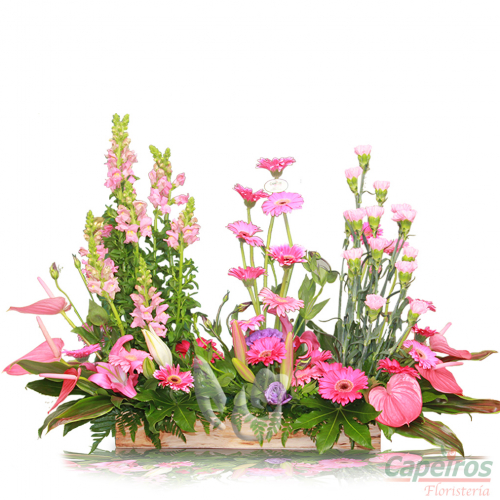 Primaverales 011