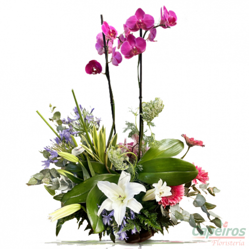 Orquídea Primaveral
