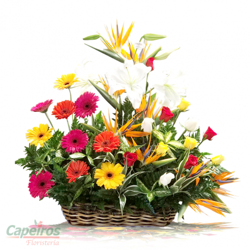 Primaverales 072