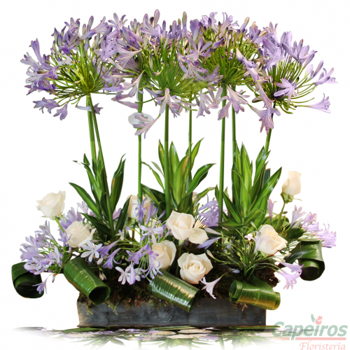 Primaverales 107