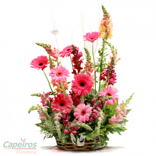 Primaverales 029