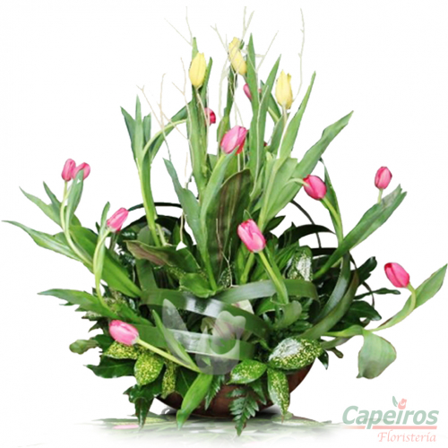 Tulipanes 01