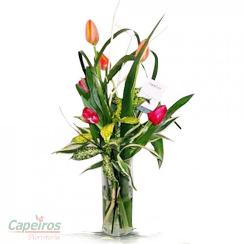 Tulipanes 15