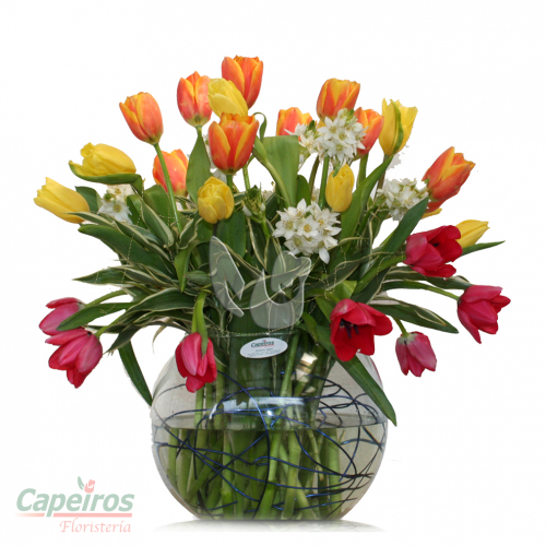 Tulipanes 33 (23 tulipanes)