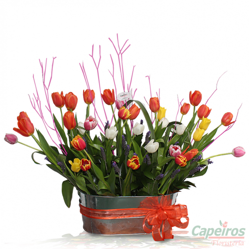 Tulipanes 42 (30 Tulipanes)