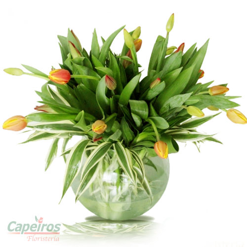 Tulipanes en Pecera (18 tulipanes)