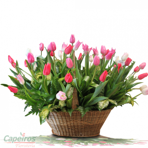 Tulipanes 46  (30 Tulipanes)