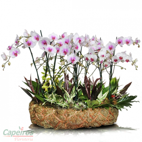 Orquídeas 01
