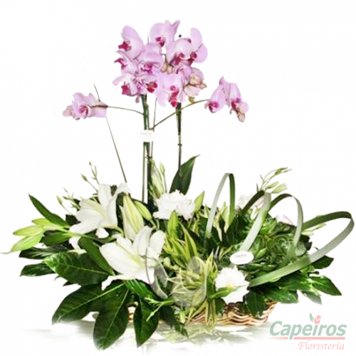 Orquideas 03
