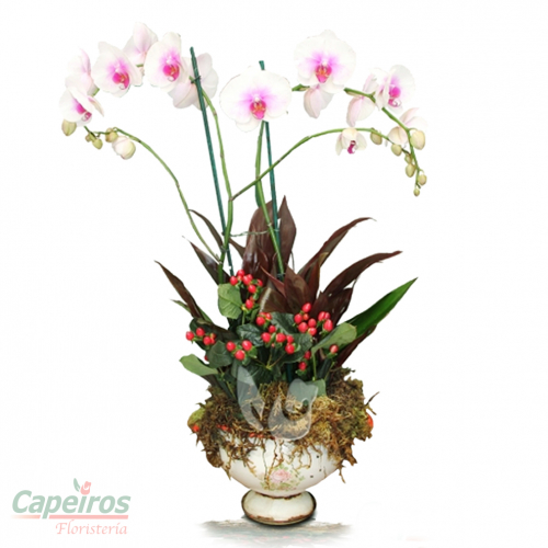 Orquideas 04
