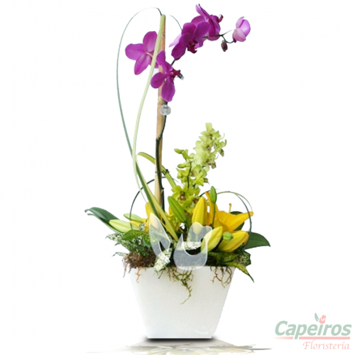 Orquideas 05
