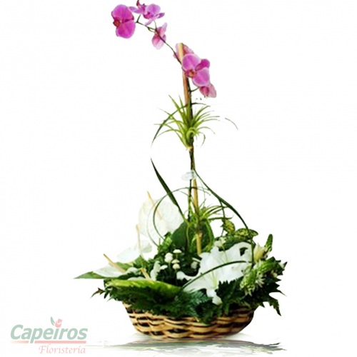 Orquideas 06