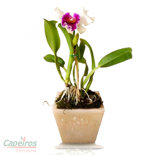 Orquideas 07