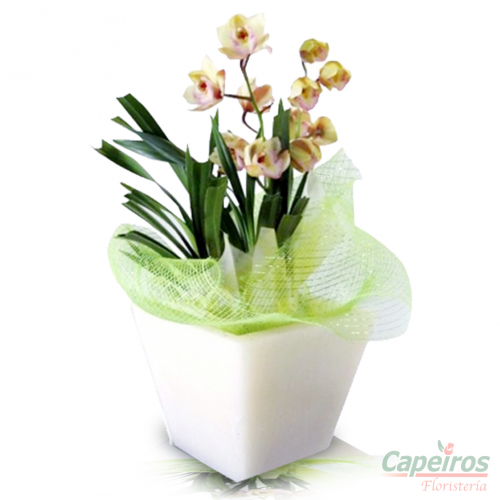 Orquideas 08