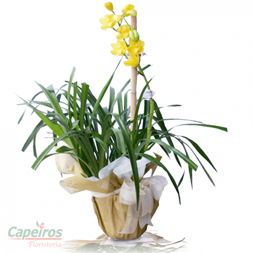Orquideas 10