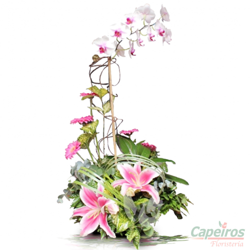 Orquideas 11