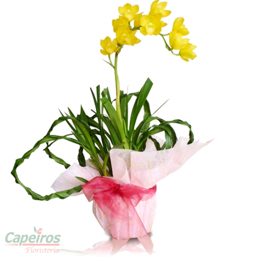 Orquideas 12