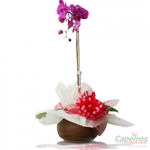 Orquideas 13