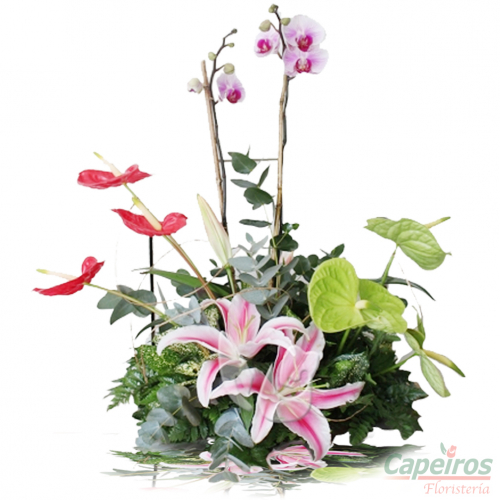 Orquideas 15