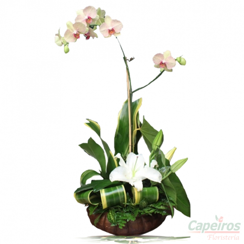 Orquideas 17