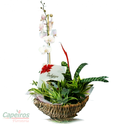 Orquideas 22
