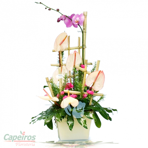 Orquideas 24