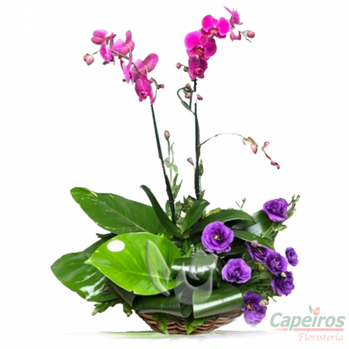 Orquideas 28