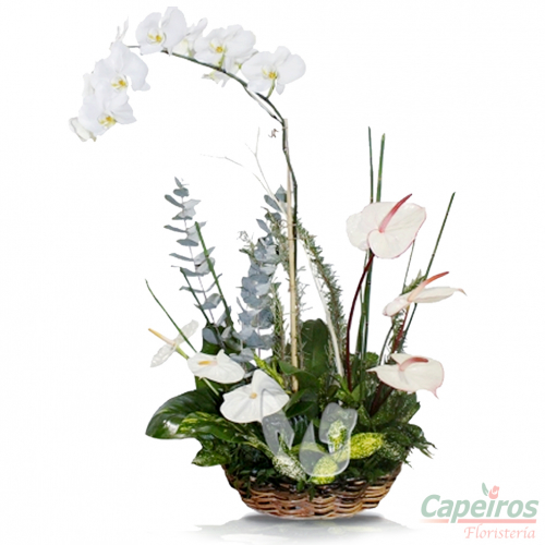 Orquideas 29