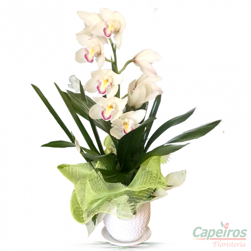 Orquideas 33