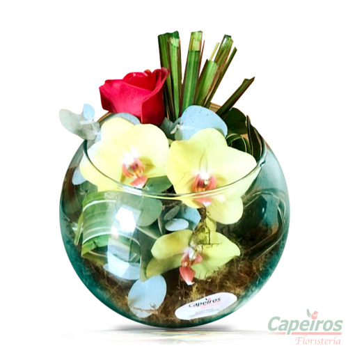 Orquideas 35