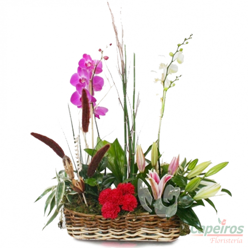 Orquideas 20