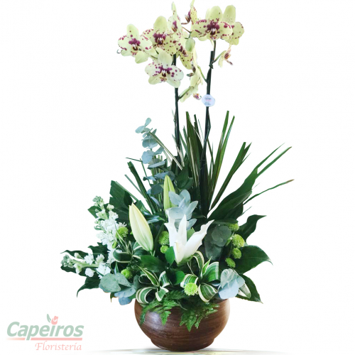 Orquideas 36