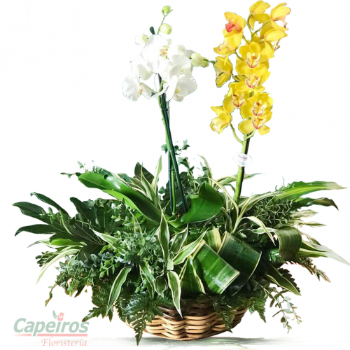Orquideas 37