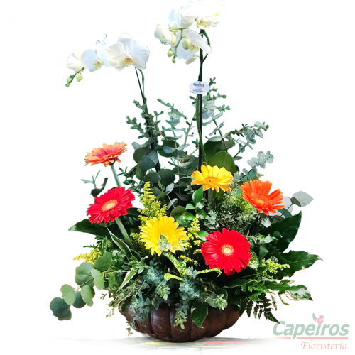 Orquideas 38