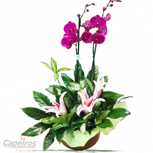 Orquideas 39