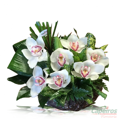 Orquideas 40