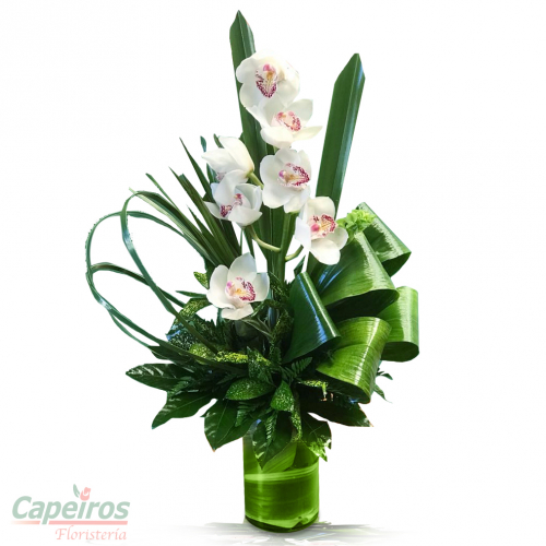 Orquideas 41