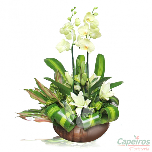 Orquideas 43