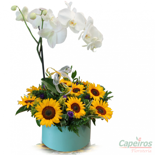 Orquideas 44