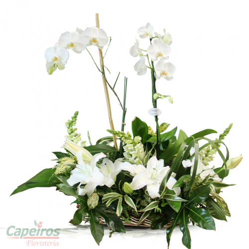 Orquideas 45